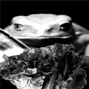 Phyllomedusa / The Liquid Lettuce Mining Corp Foundation - Docile In Water flac
