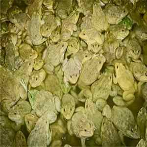 Phyllomedusa - Tonk Camor Strain The Ceiquic Anuran Thousand flac