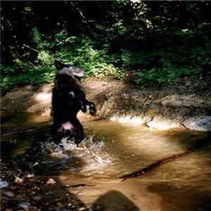 Manu Holterbach - Belladonna Borealis flac