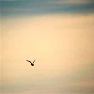 DR - Lost In Sound flac