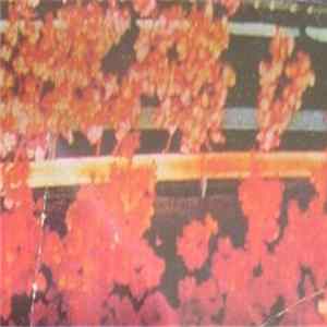 Psychedelic Horseshit - Magic Flowers Dubbed flac