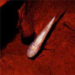 Midwich - Polyps flac