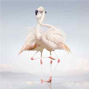 Rustie - Green Language flac